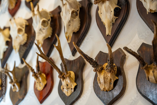 Konstfotografi Collection of mounted deer and roe deer skull trophies displayed on a wall european castle
