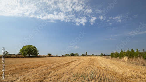 Harvested wheat field under a dramatic cloudy sky after the harvest season.