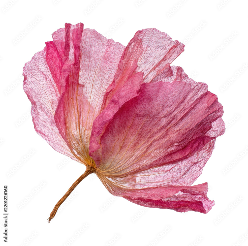 Obraz premium PNG Delicate pink flower illustration
