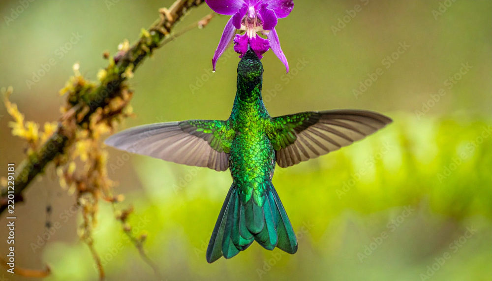 Fototapeta premium Male marvelous spatuletail hummingbird feeding on orchid