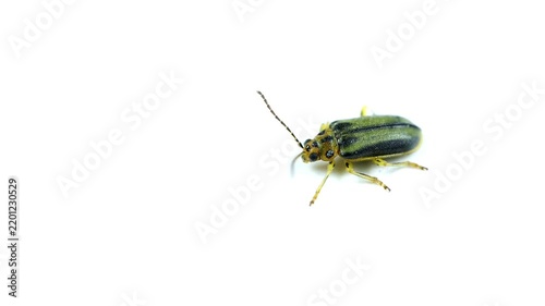 Macro Shot of Elm Leaf Beetle, Xanthogaleruca luteola, on White Background