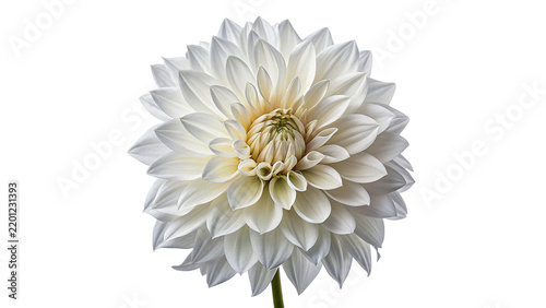 Beautiful white dahlia flower bloom blossom isolated on transparent background