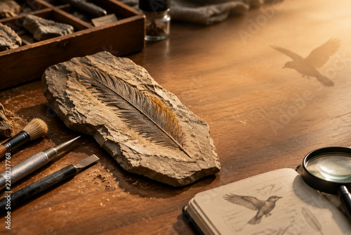 Fossilized feather specimen with tools in lab, paleontology and evolution concept