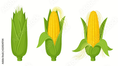 Set of three fresh corn cobs with green husks isolated on white background.
