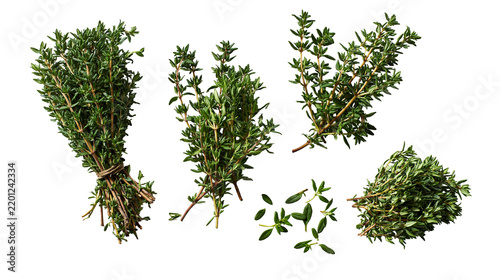 Fresh green thyme herb sprigs and bundles tied with twine