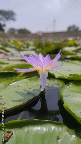Canvastavla pink water lily in pond