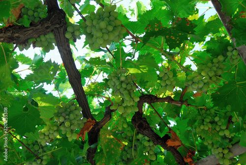 Grapes on a branches. Montenegro