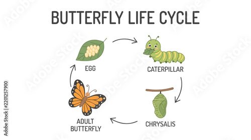Educational diagram showing the butterfly life cycle with cute vector illustrations, design by alevidhanu