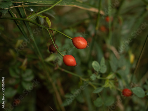 Branches of ripe rose hips in the garden