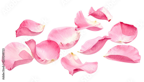 Pink rose petals scattered, delicate floral arrangement on black backdrop