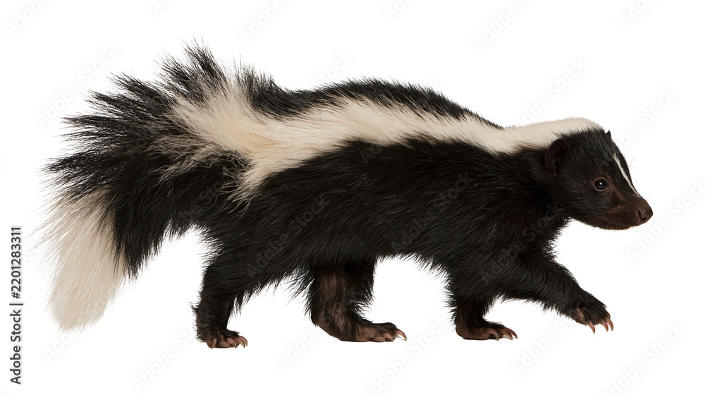 Fototapeta premium Striped skunk walking with black and white fur and bushy tail