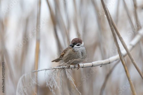 Картината върху платно Eurasian tree sparrow perched on dry reed in winter wetland