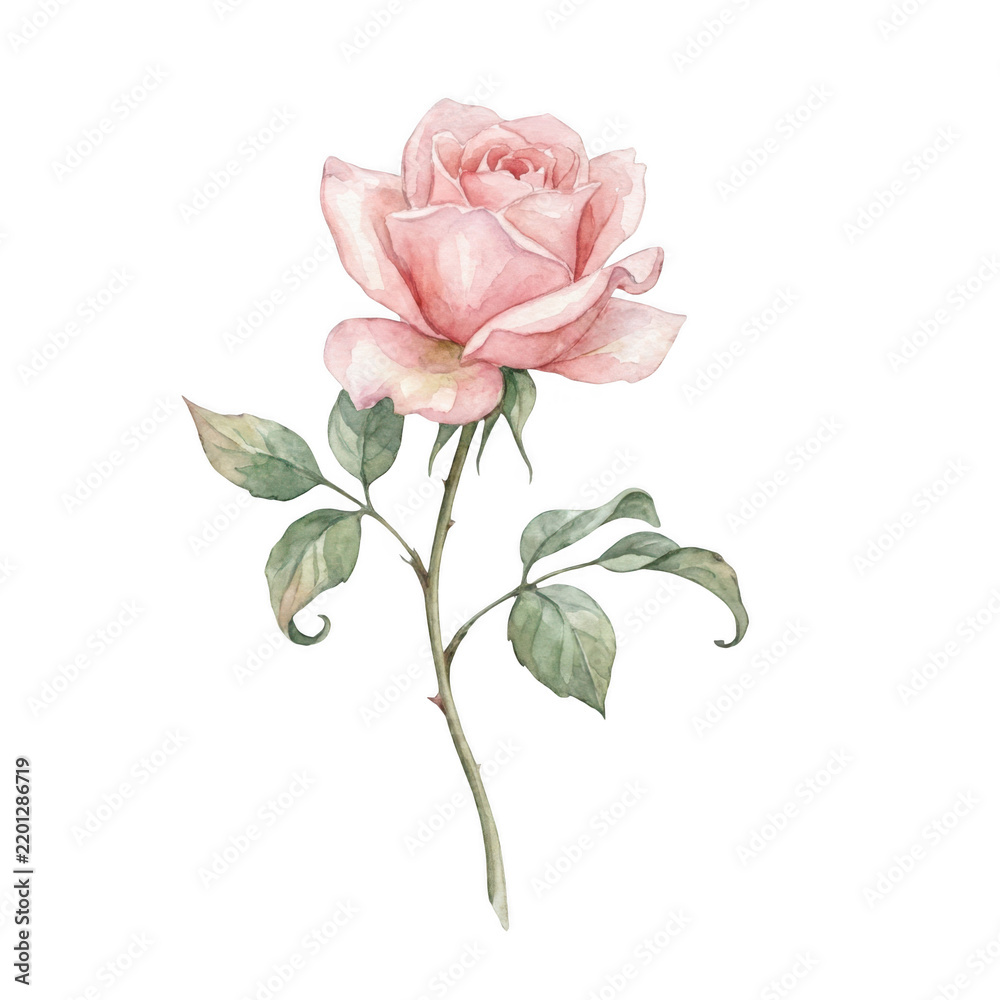 Fototapeta premium Beautiful delicate pink rose watercolor flower illustration isolated on transparent background