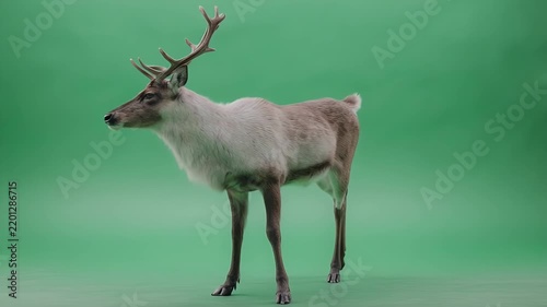 Majestic Reindeer Standing on a Green Screen Background.