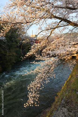 Sakura Branches Above a Scenic River in Kyoto