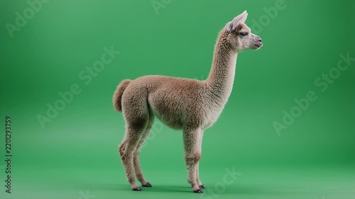 A full body shot of a llama standing on a green screen background.