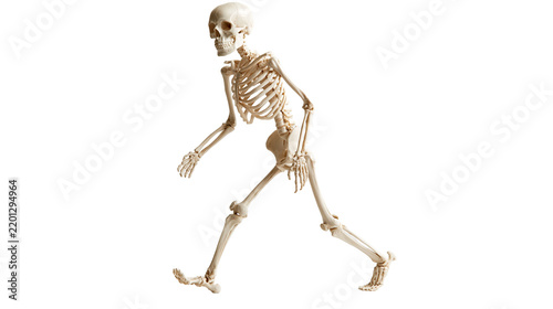 Foto Human anatomical skeleton model in a dynamic walking pose