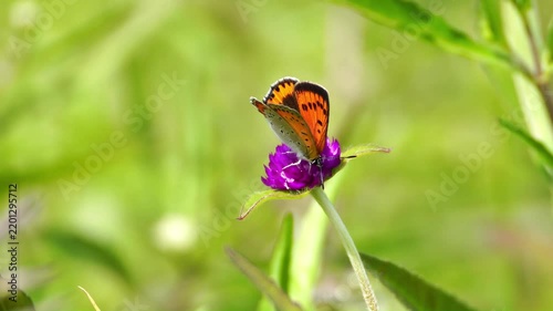 Beautiful Insects in Korea's Nature
한국 자연 속의 아름다운 곤충들
