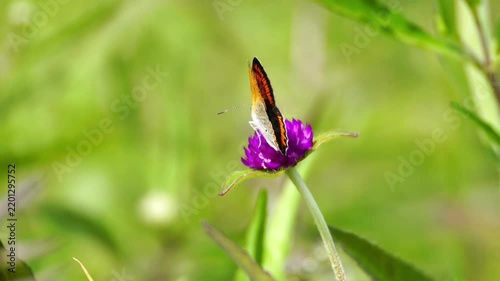 Beautiful Insects in Korea's Nature
한국 자연 속의 아름다운 곤충들
