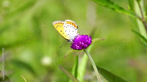 Beautiful Insects in Korea's Nature
한국 자연 속의 아름다운 곤충들
