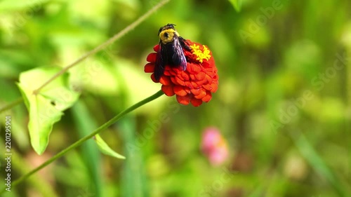 Beautiful Insects in Korea's Nature
한국 자연 속의 아름다운 곤충들
