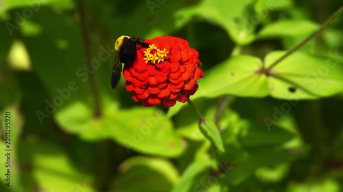 Beautiful Insects in Korea's Nature
한국 자연 속의 아름다운 곤충들

