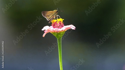 Beautiful Insects in Korea's Nature
한국 자연 속의 아름다운 곤충들
