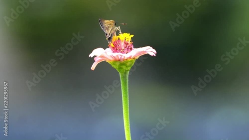Beautiful Insects in Korea's Nature
한국 자연 속의 아름다운 곤충들
