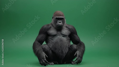 Powerful Silverback Gorilla Poses Aggressively on Green Screen Background.