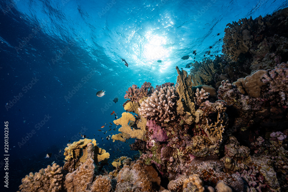 Fototapeta premium Reef in Red Sea, Egypt