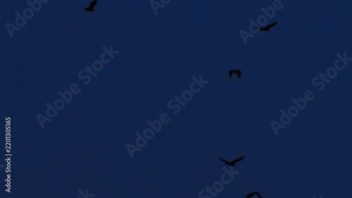 Panning shot following flock of Lyle's flying fox bats flying at twilight into city, dusk migration wildlife footage over Bangkok