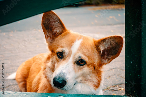 Plakat Portrait Corgi.