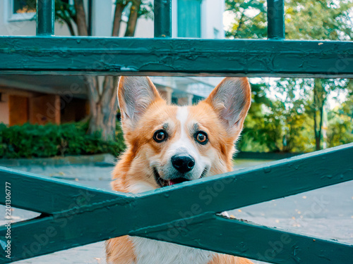 Naklejka Portrait Corgi hinter einem Zaun.