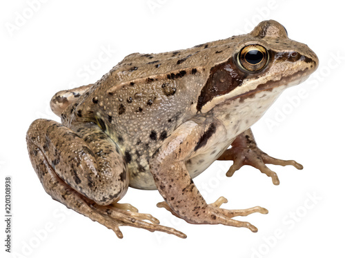 Profile view of a brown European common frog