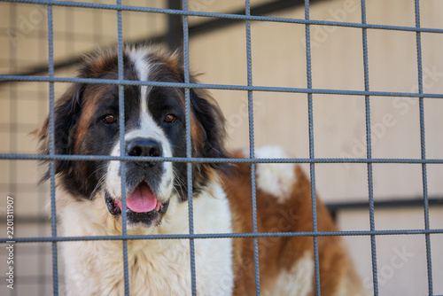 Konstfotografi Purebred female Saint Bernard dog standing behind a metal kennel fence, showing the distinctive tricolor coat of a giant breed female in a professional dog breeding environment