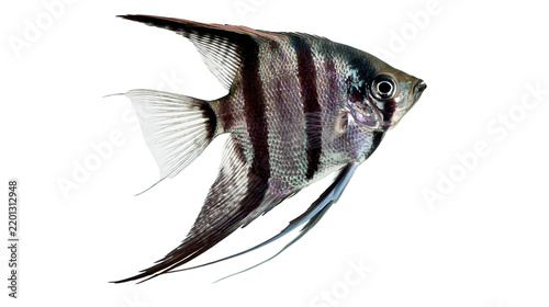 Striped black and silver angelfish with long fins swimming sideways