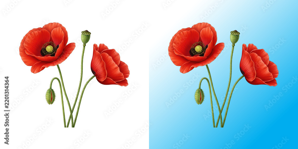 Obraz premium Beautiful red poppy flowers illustration with green stems isolated on a white background