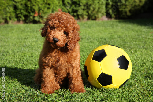 Red poodle puppy sits beside a soccer ball on green grass