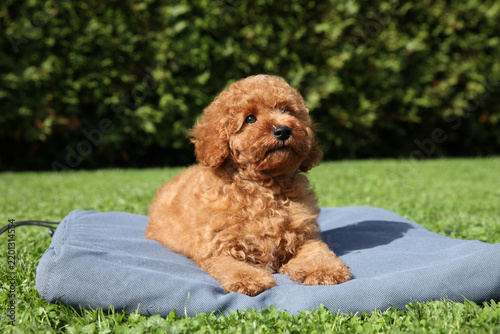Red toy poodle puppy lies on blue blanket on green grass