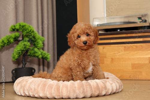 Small poodle puppy sits on soft plush pet bed indoors