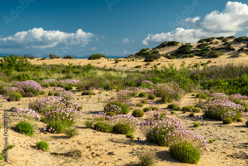 Mediterranean Dune Landscape with Wildflowers in Sardinia