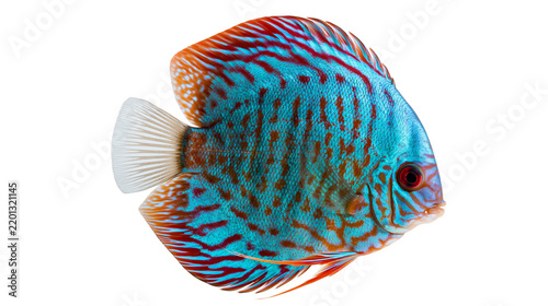 Konstfotografi Vibrant blue and orange patterned Symphysodon discus fish swimming