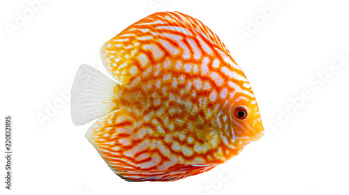 Obraz na plátně Vibrant orange and white patterned discus fish with translucent fins