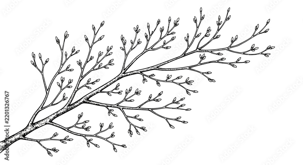 Fototapeta premium Detailed black and white branch with small leaves illustration isolated on white background, Vector, illustration