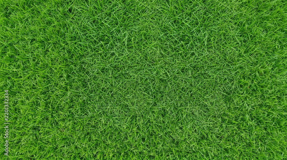 Fototapeta premium Lush green grass texture close-up