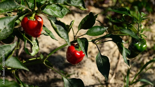 Close-up shot of red and green bell peppers growing on a bush in a sunny garden.