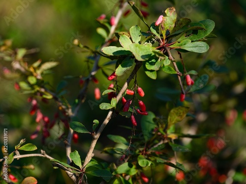 Fotografie Red barberry berries growing on branches among green leaves in a sunny garden