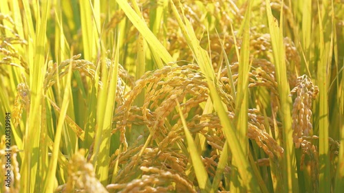 Golden Rice Ears Glowing in Sunlight During Harvest Season in Japan