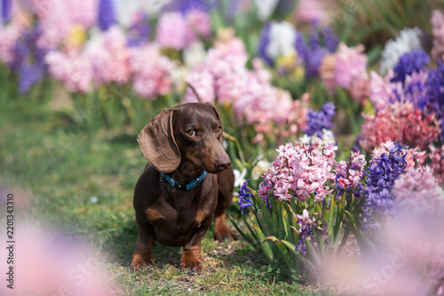 Bild auf Leinwand brown mini dachshund dog portrait with nature blooming spring flowers background