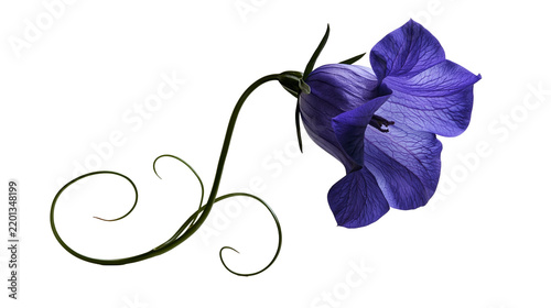Vibrant purple bellflower with delicate curling green stem and veined petals